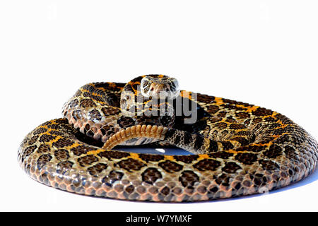 Mexican lance-headed rattlesnake (Crotalus polystictus) coiled up. Captive, Endemic to Mexico. Stock Photo