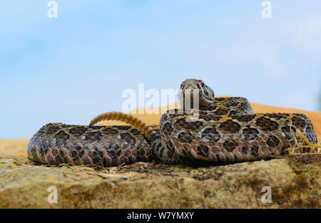 Mexican lance-headed rattlesnake (Crotalus polystictus). Captive, Endemic to Mexico. Stock Photo