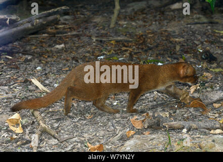 Jaguarondi (Puma yagouaroundi) red phase. Captive, native to Central and South America. Stock Photo