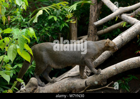 Jaguarundi (Puma yagouaroundi) grey phase on branch. Captive, native to Central and South America. Stock Photo