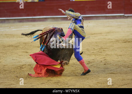 Bull fighting, torero leaping over bull. Bull has barbs banderillas,  embedded shoulder from Tercio