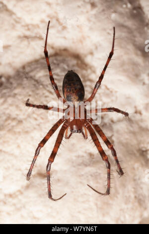 European Cave Spider (Meta menardi) in limestone cave. Plitvice Lakes National Park, Croatia. January. Stock Photo