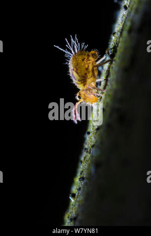 Globular springtail (Dicyrtomina saundersi) on decaying wood. Derbyshire, UK. November. Stock Photo