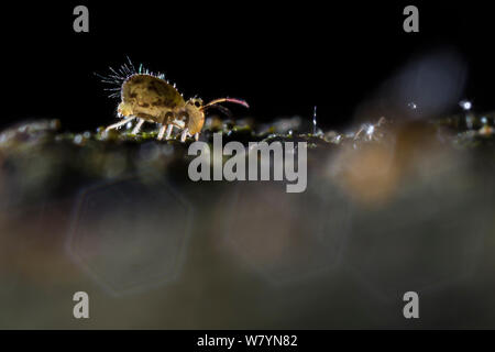 Globular springtail (Dicyrtomina saundersi) on decaying wood. Derbyshire, UK. November. Stock Photo