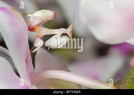 Malaysian orchid mantis nymph (Hymenopus coronatus)  camouflaged on an orchid. Captive. Occurs in Malaysia. Stock Photo