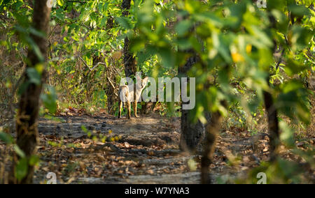 Indian jungle cat (Felis chaus) in Bandhavgarh National Park, India. Stock Photo