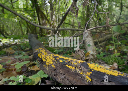Yellow fairy cup / lemon disco fungus (Bisporella citrina) on rotting log, GWT Lower Woods reserve, Gloucestershire, UK, October. Stock Photo