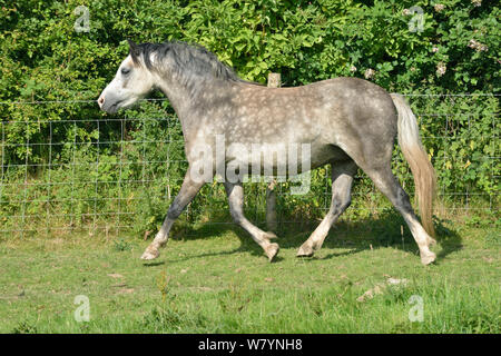 Grey coloured Welsh Pony (Equus caballus) trotting, Herefordshire, England. July 2014. Stock Photo