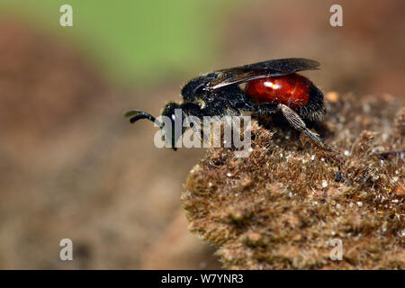 Cuckoo bee (Sphecodes) Berkshire, England, UK.  April Stock Photo