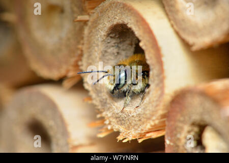 Blue mason bee (Osmia caerulescens) male emerging from bee hotel / insect box in garden, Hertfordshire, England, UK. April Stock Photo