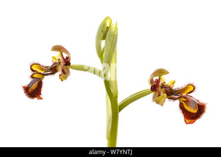 Mirror orchid (Ophrys speculum), Villarroya forest, La Rioja, Spain, May. meetyourneighbours.net project Stock Photo