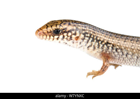 Ocellated skink (Chalcides ocellatus), Central Coastal Plain, Israel ...