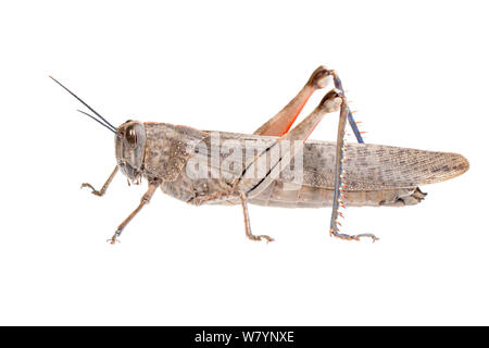 Egyptian locust (Anacridium aegyptium), Central Coastal Plain, Israel, April. meetyourneighbours.net project Stock Photo