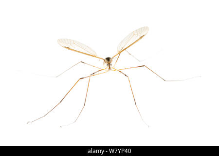 Cranefly (Tipula sp), Maine-et-Loire, France, September. meetyourneighbours.net project Stock Photo