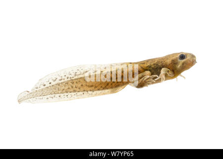 Common spadefoot toad (Pelobates fuscus) tadpole in process of metamorphosis from larva into juvenile, The Netherlands, June. meetyourneighbours.net project Stock Photo