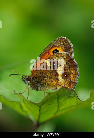 Hedge Brown / Gatekeeper butterfly (Pyronia tithonus) resting on a leaf, London, UK. Stock Photo