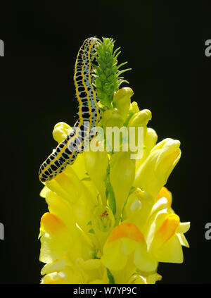 Toadflax brocade moth (Calophasia lunula) caterpillar, on Common Toadflax, London, UK, August. Stock Photo