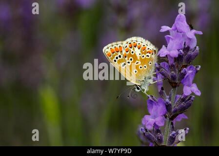 Brown argus butterfly (Aricia agestis) resting on lavender, North Downs, Surrey, UK, July. Stock Photo