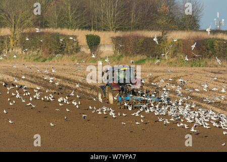 Valtra T 163 tractor ploughing in wheat stubble, Norfolk, UK. January 2015. Stock Photo