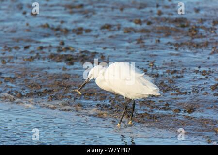 Little egret, (Egretta garzetta), catching Three-spined stickleback (Gasterosteus aculeatus) in tidal estuary, Norfolk, UK. December. Stock Photo