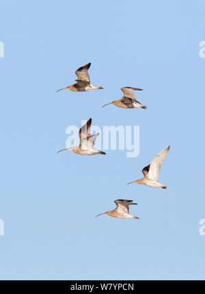 Curlew (Numenius arquata) group flying, Gloucestershire, UK, November. Stock Photo