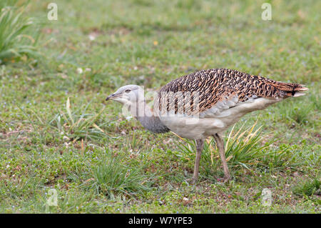 Great bustard (Otis tarda) female &#39;Blk 17&#39;, Salisbury Plain, Wiltshire, UK, March. Wing tag digitally removed . Stock Photo