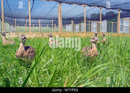Great bustard (Otis tarda) chicks hatched from eggs collected under licence from the Castilla-La Mancha region of Spain. Stock Photo