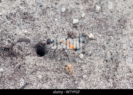 Sand wasp (Ammophila sabulosa) at burrow entrance, Arne, Dorset, UK, July. Stock Photo
