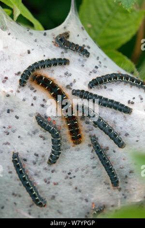 Small eggar moth (Eriogaster lanestris) communal web of caterpillars, Dorset, UK, June. Stock Photo