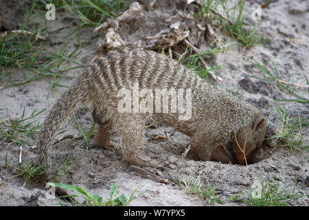 Banded mongoose (Mungos mungo) digging for prey, Chobe National Park, Botswana. Stock Photo