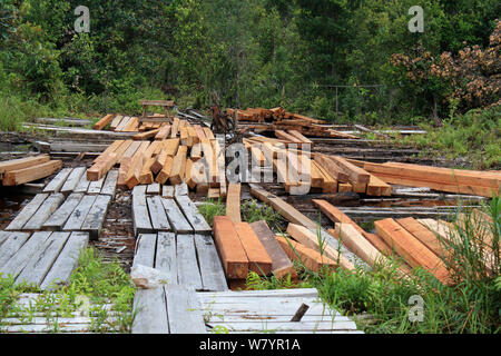 Timber from area of deforested land, area deforested for rubber tapping. Central Kalimantan,  Indonesian Borneo. June 2010. Stock Photo