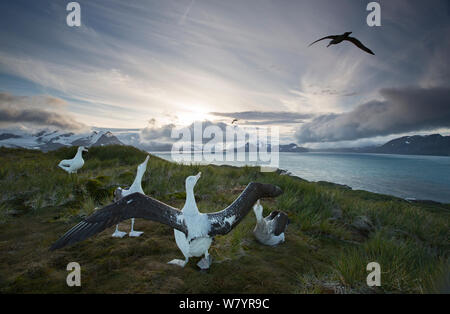 Wandering albatross (Diomedea exulans), engaged in mating display. South Georgia Island, Southern Ocean. Stock Photo