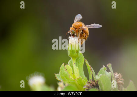 Carpenter bee (Xylocopa darwini) male feeding on Scalesia flower, Itabaca Channel, Baltra Island, Galapagos, Ecuador, May. Stock Photo