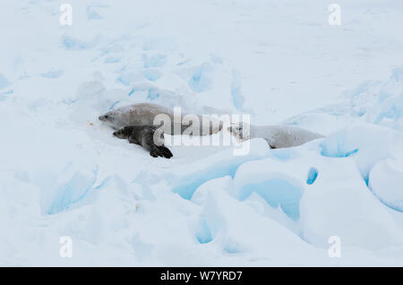 Crabeater seal (Lobodon carcinophaga) female with pup and male, on pack ice, Antarctica, November. Stock Photo