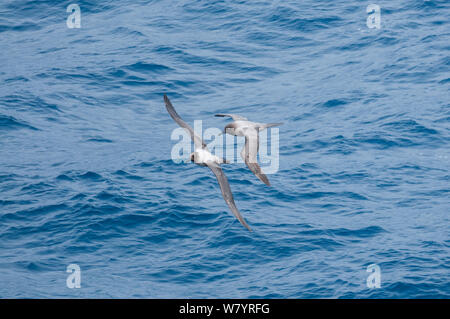 Light-mantled albatross (Phoebetria palpebrata) flying over ocean, Antarctica, November. Stock Photo