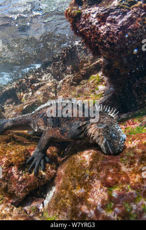 Marine iguana (Amblyrhynchus cristatus) diving to feed on algae, Rabida Island, Galapagos, Ecuador, June. Stock Photo