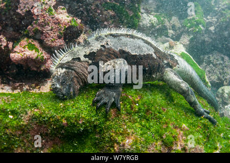 Marine iguana (Amblyrhynchus cristatus) diving to feed on algae, Punta Espinosa, Fernandina Island, Galapagos, Ecuador, May. Stock Photo