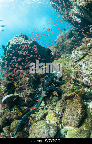 Marine iguana (Amblyrhynchus cristatus) diving to feed on algae, Rabida Island, Galapagos, Ecuador, May. Stock Photo