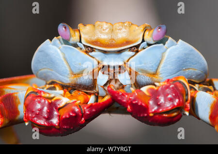 Sally-lightfoot crab (Grapsus grapsus), Punta Suarez, Espanola Island, Galapagos, Ecuador, May. Stock Photo