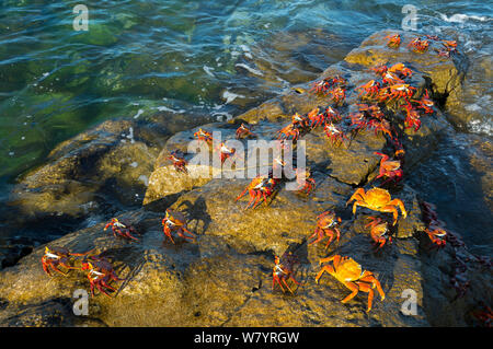 Sally-lightfoot crab (Grapsus grapsus) on rocks,  Borrero Bay, Santa Cruz Island, Galapagos, Ecuador, may. Stock Photo