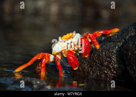 Sally-lightfoot crab (Grapsus grapsus), Puerto Egas, James Bay, Santiago Island, Galapagos, Ecuador, March. Stock Photo