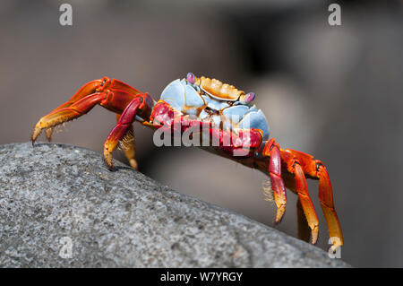Sally-lightfoot crab (Grapsus grapsus) on rock, Punta Suarez, Espanola Island, Galapagos, Ecuador Stock Photo