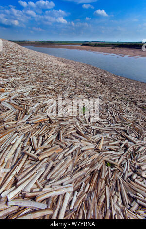 Large mass of Razor shells (Ensis siliqua) washed ashore on Thornham Creek, Titchwell Norfolk, England, UK. July. Stock Photo