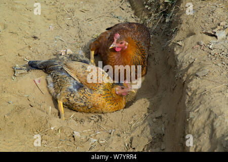 Domestic chickens (Gallus gallus domesticus) dust bathing, Nepal. November. Stock Photo