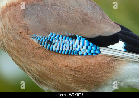 Jay (Garrulus glandarius) close-up of wing feathers detail. Norfolk, England, UK. January. Stock Photo