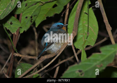 Hill blue-flycatcher (Cyornis banyumas whitei) male perched in tree, Xishuangbanna National Nature Reserve, Yunnan Province, China. March. Stock Photo