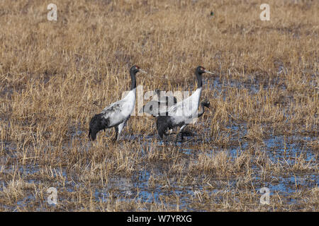 Black necked Crane (Grus nigricollis) two adults with two juveniles, Napahai Lake, Zhongdian County, Yunnan Province, China. January. Stock Photo