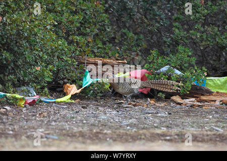 Lady Amhersts pheasant (Chrysolophus amherstiae) female walking on track with Buddhist prayer flags, Kawakarpo Mountain, Meri Snow Mountain National Park, Yunnan Province, China. May. Stock Photo