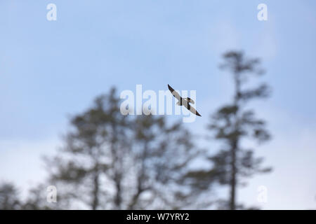 White-throated needletail (Hirundapus caudacutus nudipes) in flight in front of trees, Lijiang Laojunshan National Park, Yunnan Province, China. April. Stock Photo