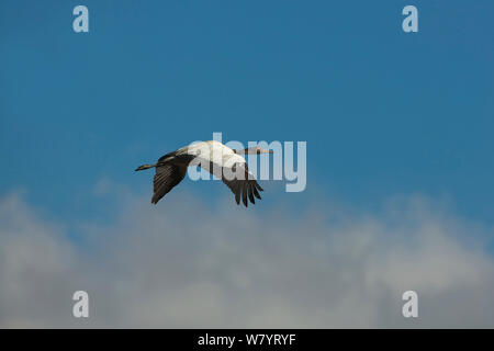 Black necked crane (Grus nigricollis) adult in flight, Napahai Lake, Zhongdian County, Yunnan Province, China. January. Stock Photo